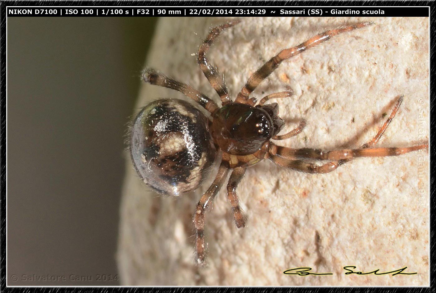 Steatoda grossa e Enoplognatha mandibularis - Sassari